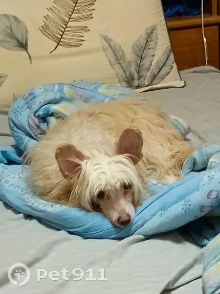 Пропала собака, Звёздный пер., Семилуки - photo