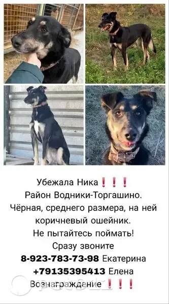 Пропала собака, Красноярск, Красноярский край - photo