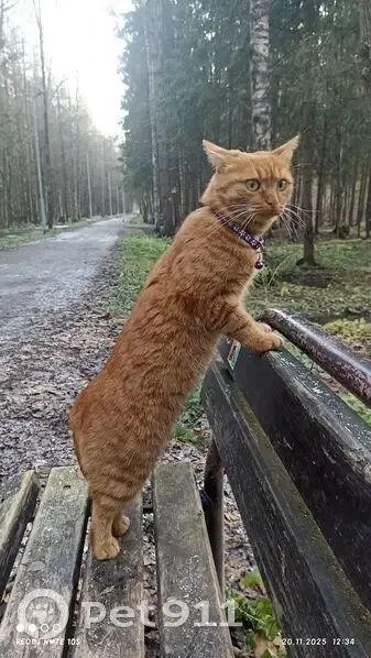 Пропала рыжая кошка, Киевское шоссе - photo