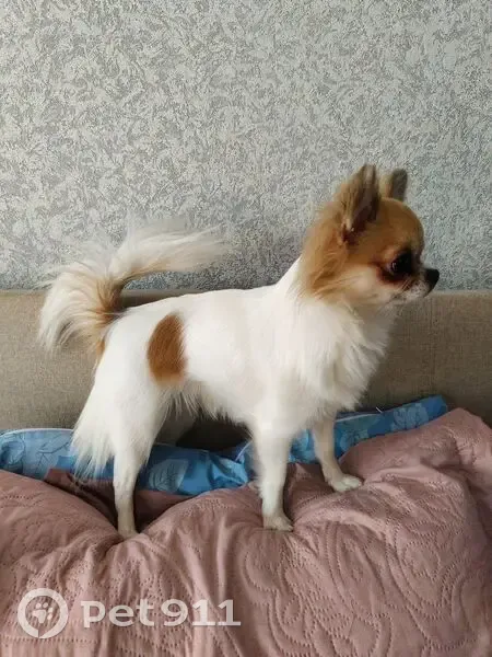 Пропала чихуахуа, Ленинa 37, Тосно - photo