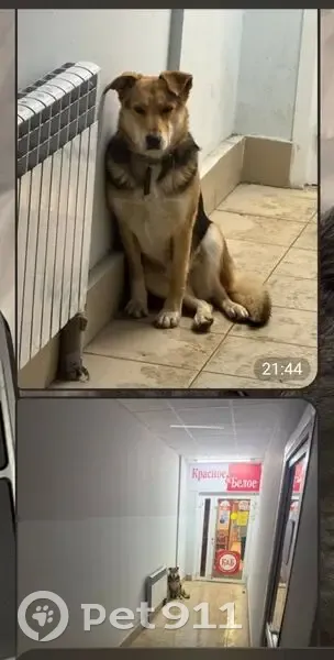 Собака найдена у Красное и Белое, Зур Урам 1 - photo