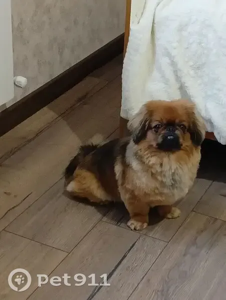 Пропал пекинес Басик, 1-е Цветово, ул. Степная - photo