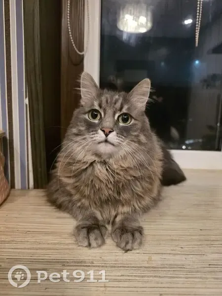 Пропала кошка, Берёзовая ул. 8, Рязань - photo