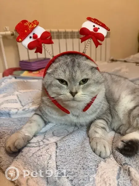 Пропала кошка в Гусь-Хрустальном - photo