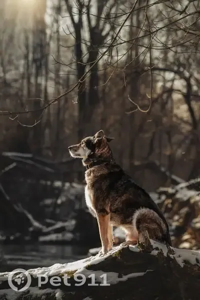 Пропала собака, ул. Вилиса Лациса, Москва - photo