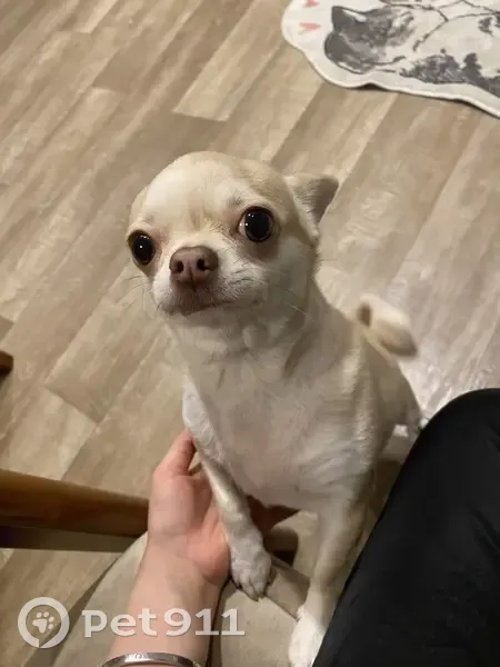 Пропала собака, ул. Калинина 122, Варваровка - photo