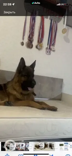 Пропала собака, ул. Р. Люксембург 56, Томск - photo