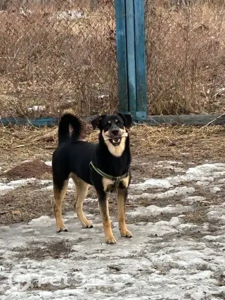 Пропала собака, Коммунальная 4Б с1, Братск - photo