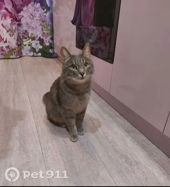 Пропала кошка, 11-я ул. пр. Победы, 4 - photo