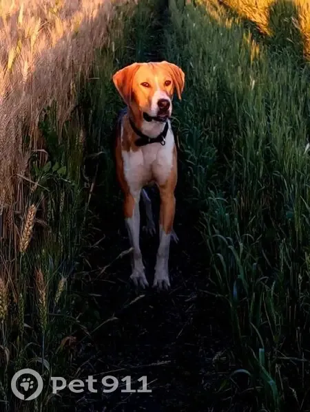 Пропал пёс в районе села Кетрось - photo
