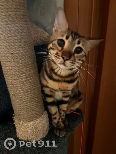 Пропала кошка, ул. Малахова 116, Барнаул - photo