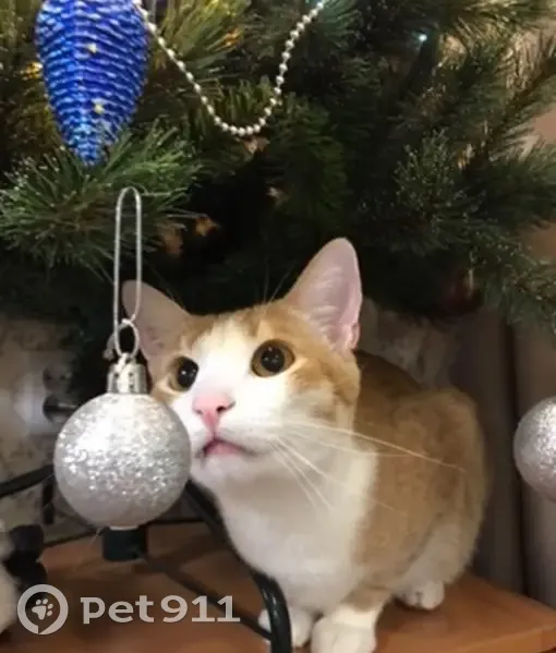 Пропал рыжий кот, ул. Душенова, 9, Полярный - photo