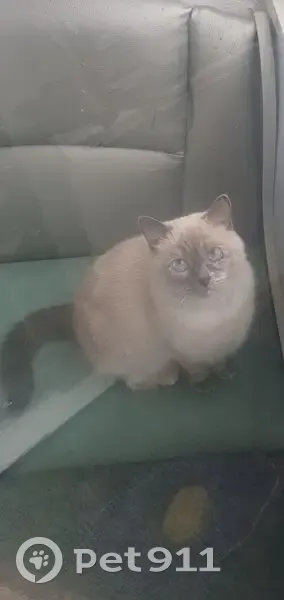 Пропала кошка, Одесская ул, 7, Пенза - photo