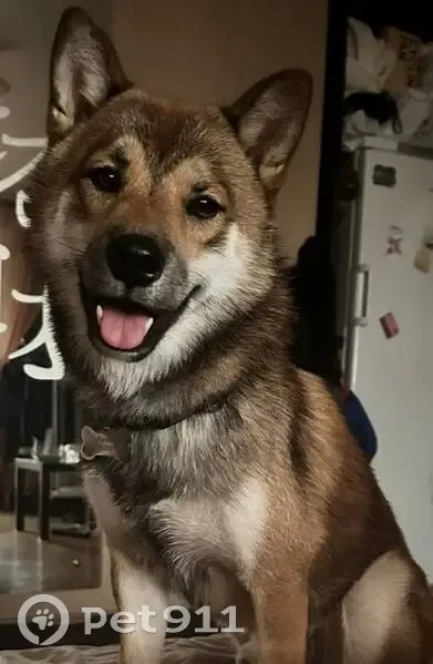 Пропала рыжая Сиба-Ину, Рябикова 20, Ульяновск - photo