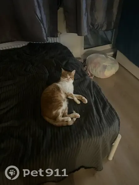 Пропала кошка, Малое Карлино, 4А к3 - photo