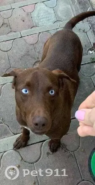 Пропала собака, Верхний Юрт, Лесное 58 - photo