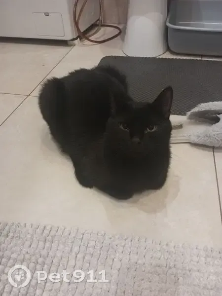 Пропала черная кошка, Габишева 7, Казань - photo