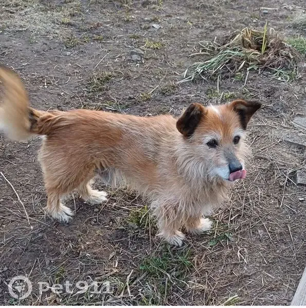Пропала рыжая собака, Осиново, Татарстан - photo
