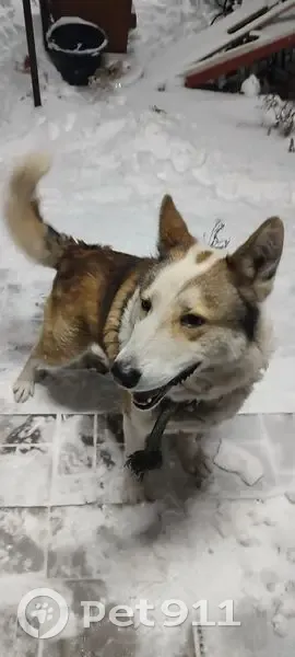 Пропала собака, ул. Прокудина 38, Старый Оскол - photo