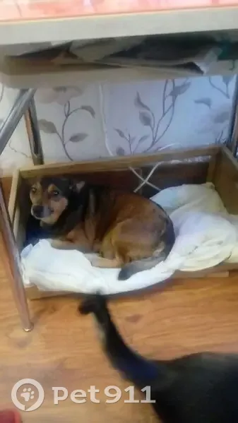 Пропала собака, Боровой проезд 3, Псков - photo