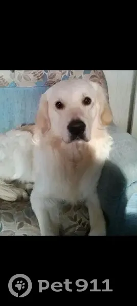 Пропала собака Лаки, Абакан, Некрасова/Kрылова - photo