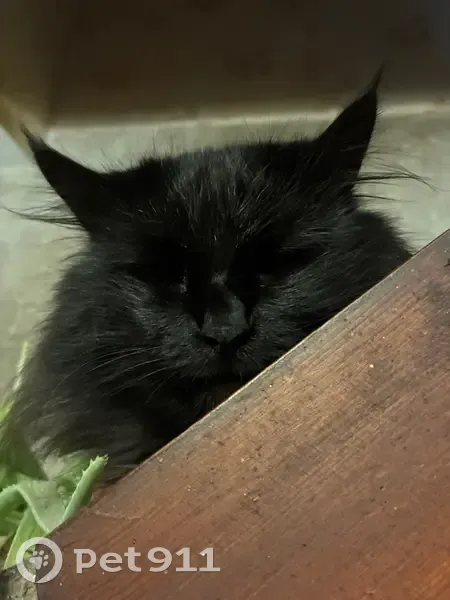 Пропала кошка Лорд, Нефтяной пер., 2В - photo