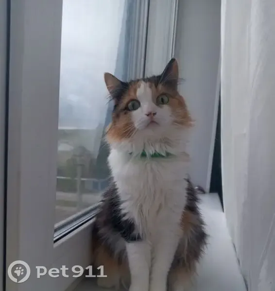 Пропала кошка, ул. Мехоношина, Александровск - photo