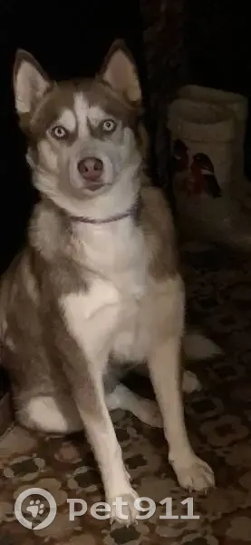 Пропала собака, Нагорная ул., Паньково - photo