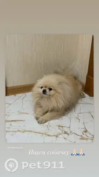 Пропала собака, Донской проезд, 5, Пятигорск - photo