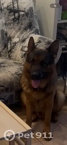 Пропала овчарка, Владимировка, Самарская обл. - photo