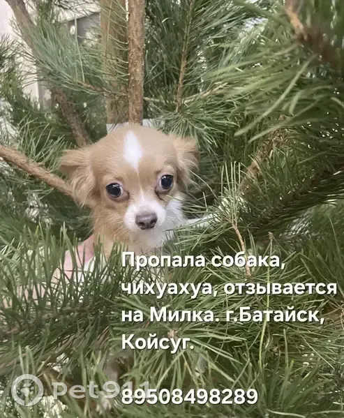 Пропала собака, Саратовская 104, Батайск - photo