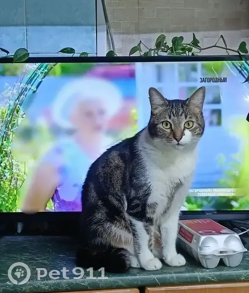 Пропала кошка, ул. Газопровод, 9 к1 - photo