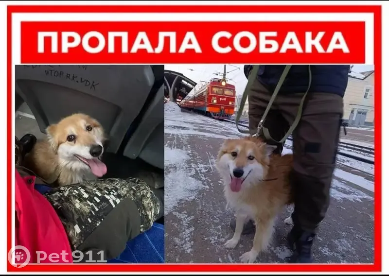 Пропала собака на ул. Эгершельд, Владивосток - photo