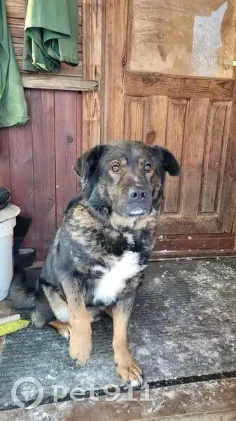 Пропала собака, Алексеевка, Ленобласть - photo