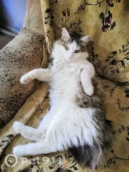 Пропала кошка, Геологическая 4, Сургут - photo