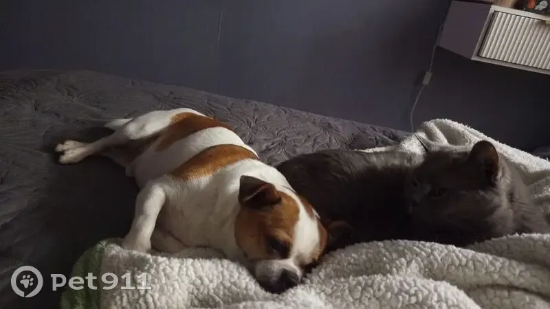 Пропала собака, 8 мкр, пр. Менделеева, 22 - photo