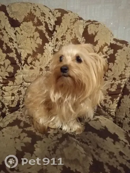 Пропала собака, Малиновского 6, Арх. - photo