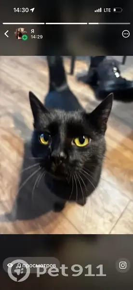 Пропала черная кошка, Санаторный пер., 2А - photo