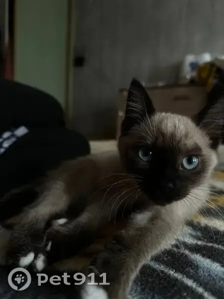 Пропала кошка, ул. Фрезеровщиков 32 - photo