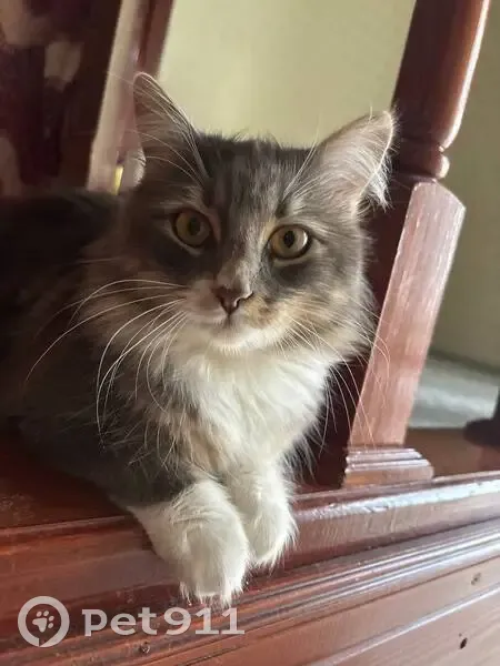 Пропала кошка, Светлая ул. 48, Ленинградская - photo