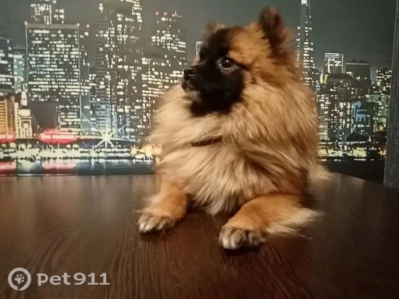 Пропала собака на Фрунзе, 224, Томск - photo