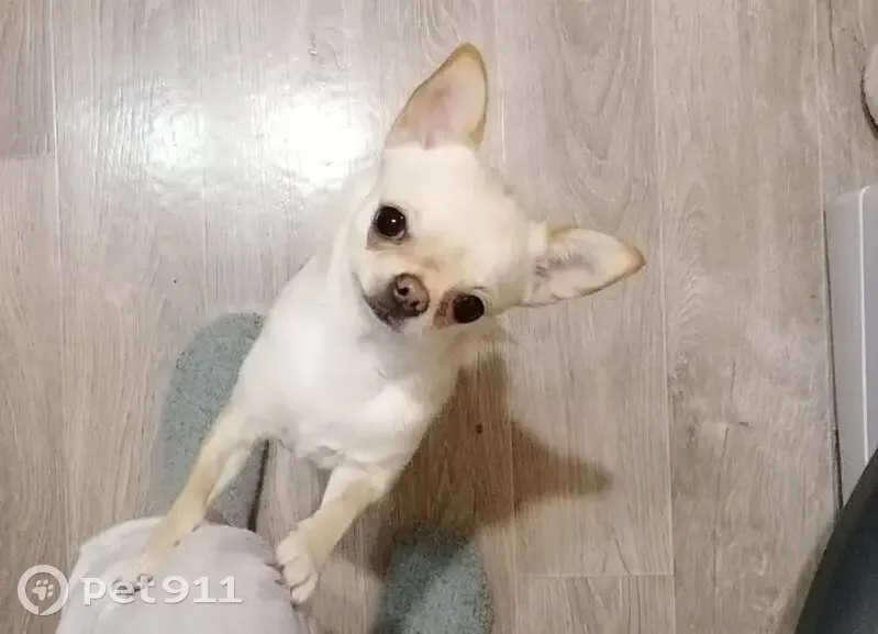 Пропала чихуахуа Белла, ул. Маяковского, Кузнецк - photo