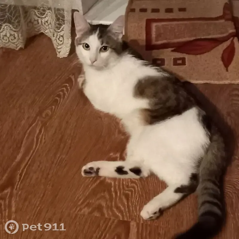 Пропала кошка Кокос, ул. Гагарина, 13 - photo