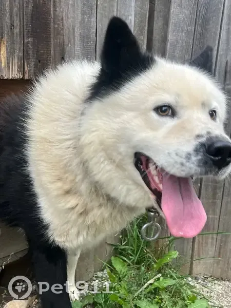 Пропала собака, Берёзовая ул., Белоярский - photo