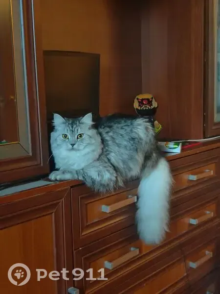 Пропала серая кошка, ул. Молостовых, 6 к3 - photo