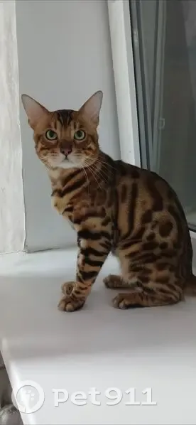 Пропал бенгал Оскар, Куйбышева 22, РнД - photo