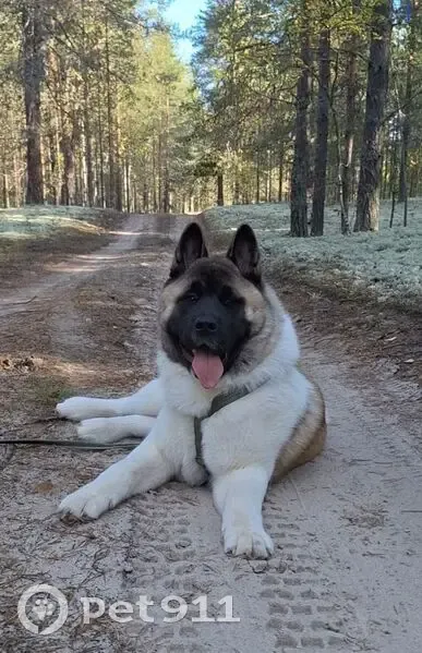 Пропала собака, Шварево, Пермский край - photo