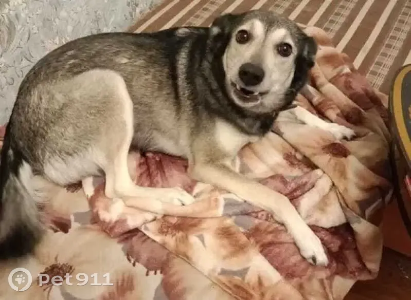 Пропала собака, ул. Березина, Красноярск - photo