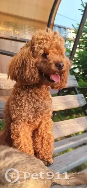 Пропал пудель, Сергиевская, Н. Новгород - photo