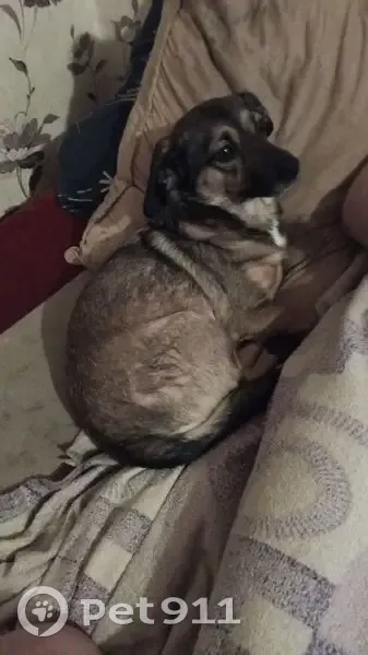 Пропала собака, ул. Маяковского, 140 - photo